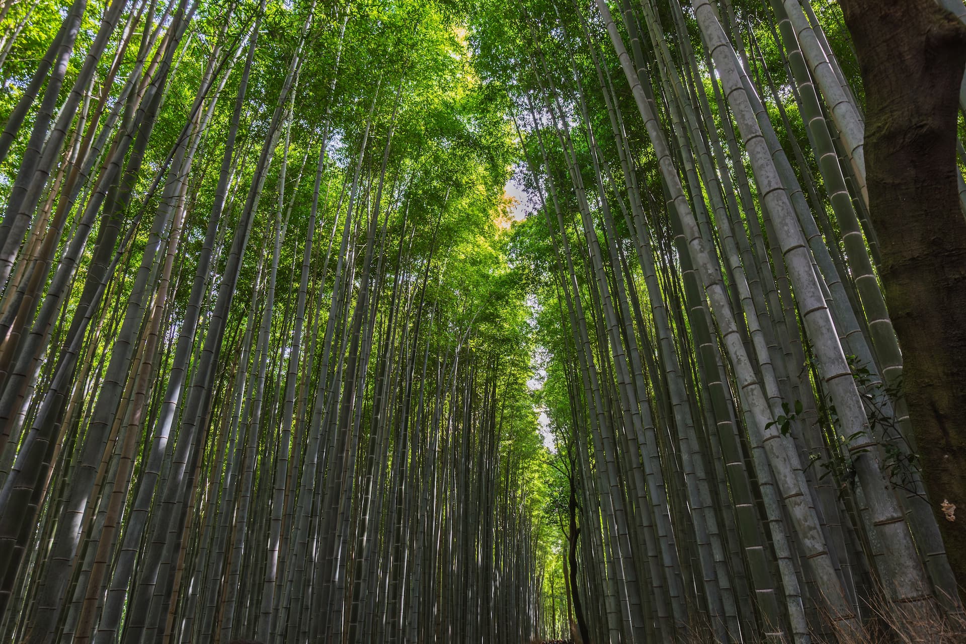 Tall bamboo forest viewed from below